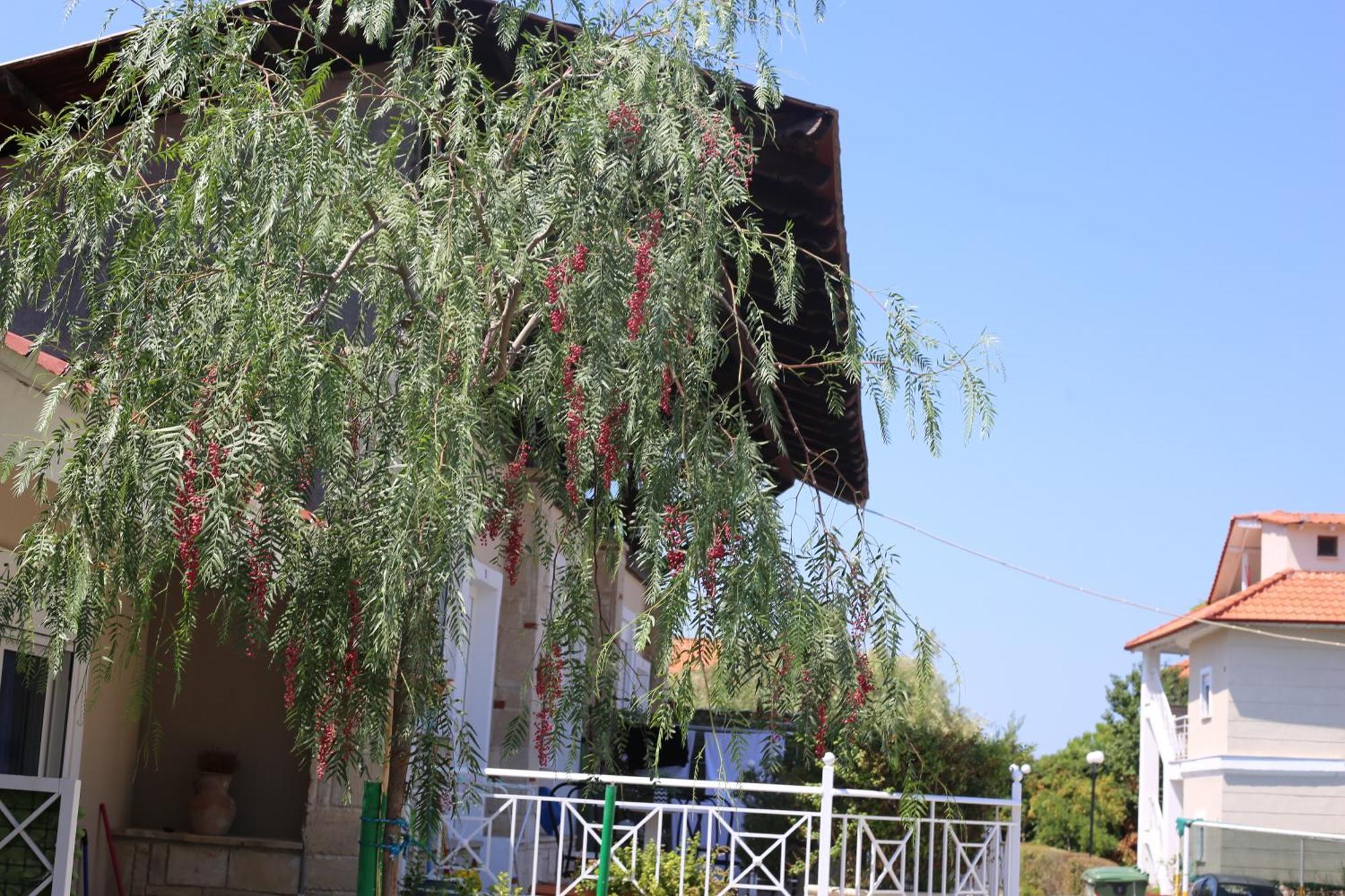 Golden Residence Family Resort Pefkochori Zewnętrze zdjęcie